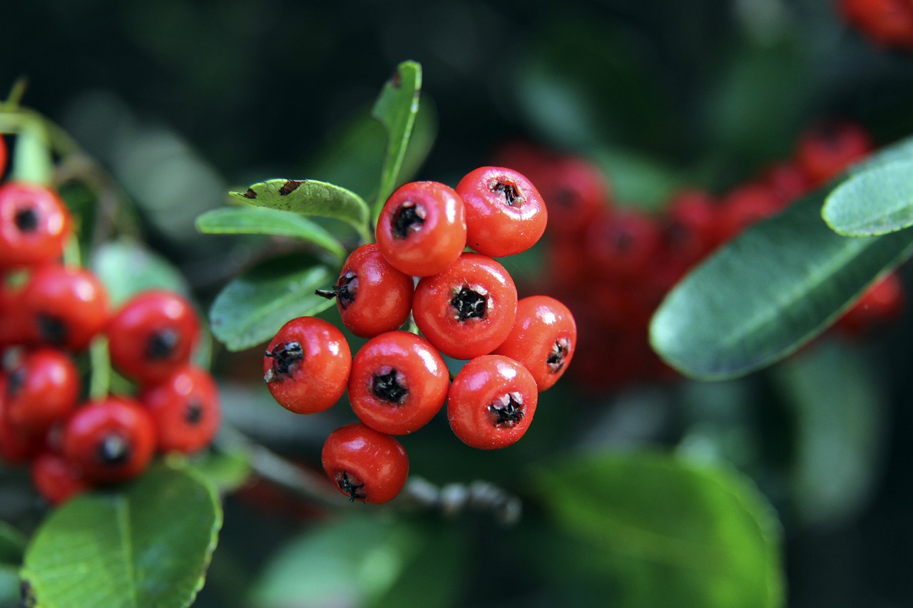 中国滑雪品 中国滑雪品