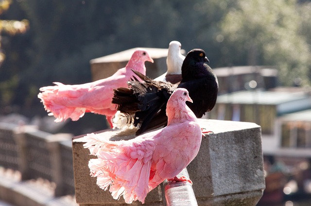 法为那些面 法为那些面